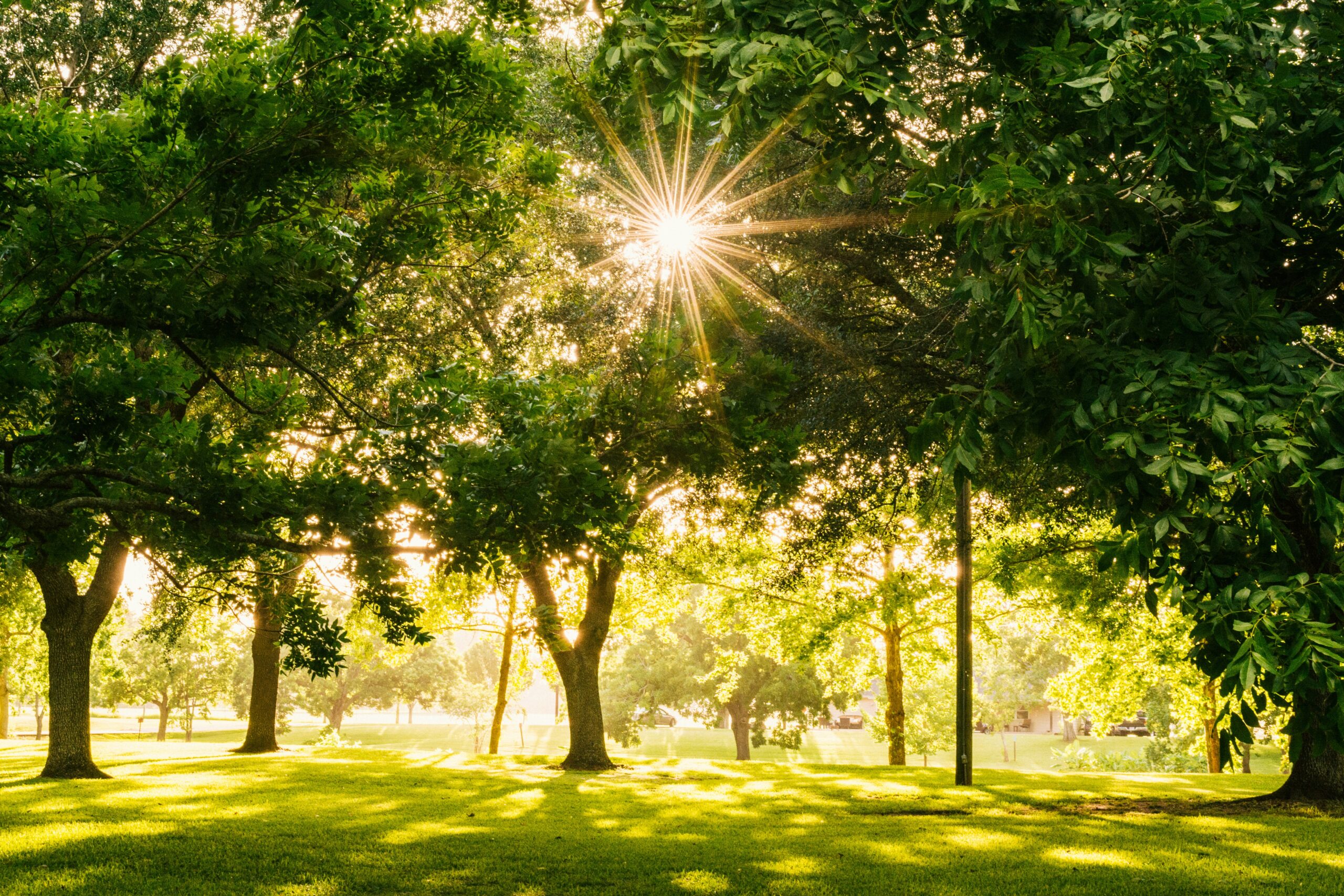 The sun shining through a tree canopy over a grassy lawn.
